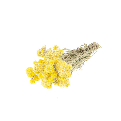 Anaphalis