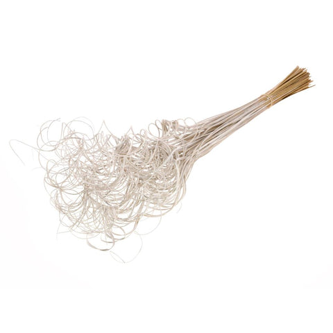 Curly ting ting (palm)