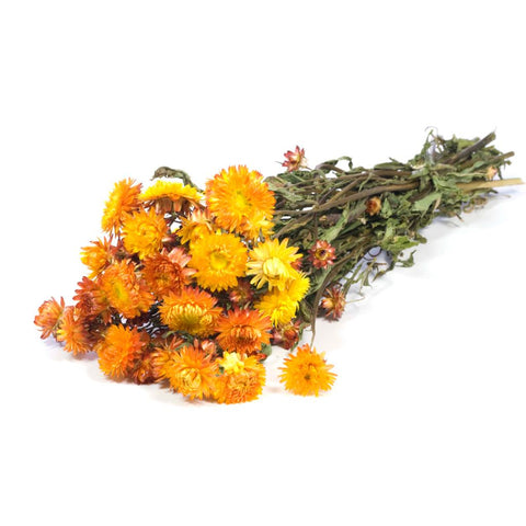 Helichrysum