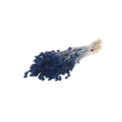 Phalaris