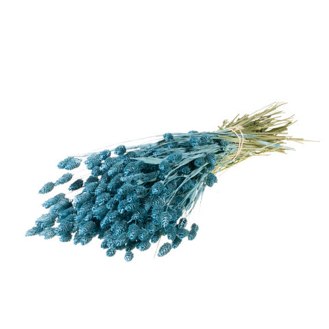 Phalaris