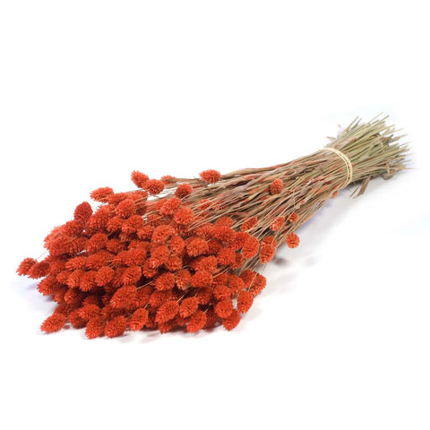 Phalaris