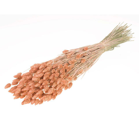 Phalaris