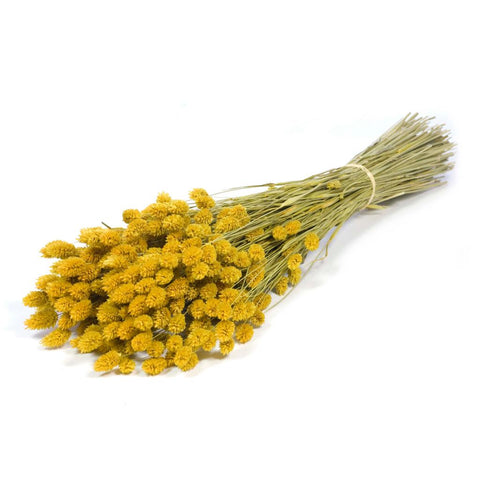 Phalaris
