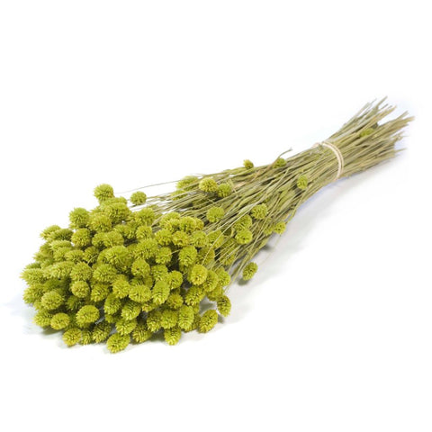 Phalaris