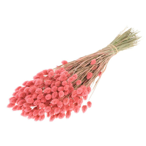 Phalaris