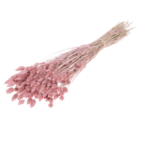 Phalaris