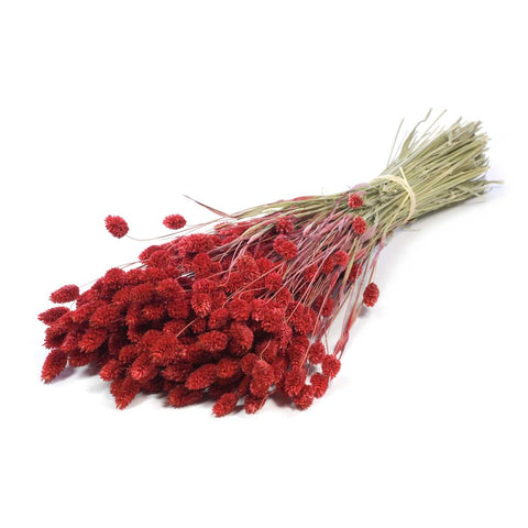Phalaris