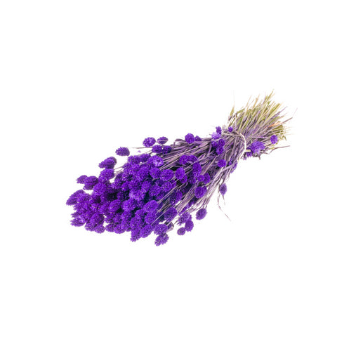 Phalaris