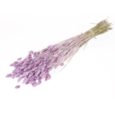 Phalaris