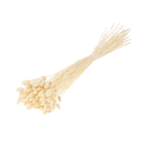 Phalaris
