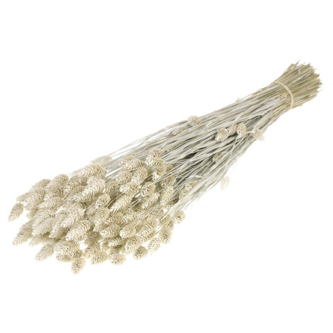 Phalaris