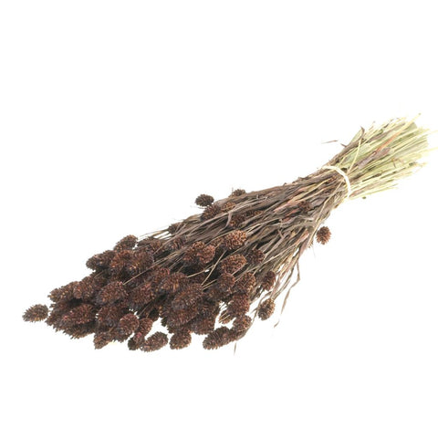 Phalaris