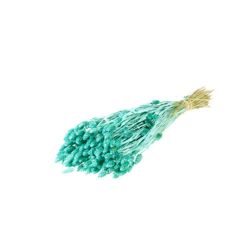 Phalaris