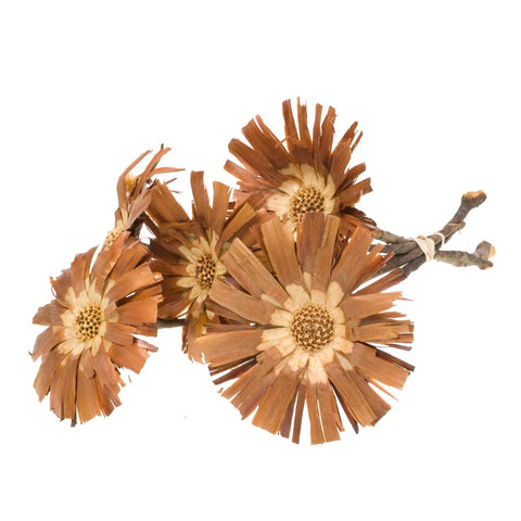 Protea repens s/cut