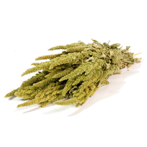 Amaranthus