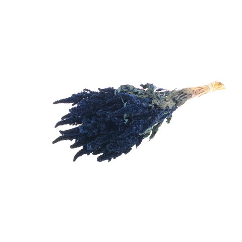 Amaranthus