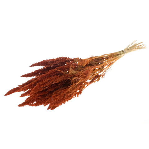 Amaranthus