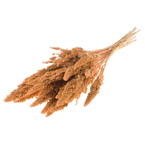 Amaranthus
