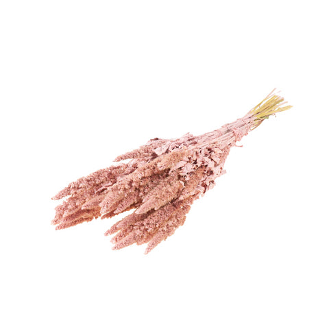 Amaranthus