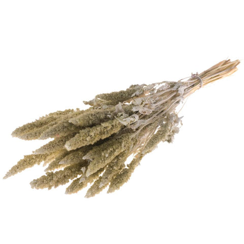 Amaranthus