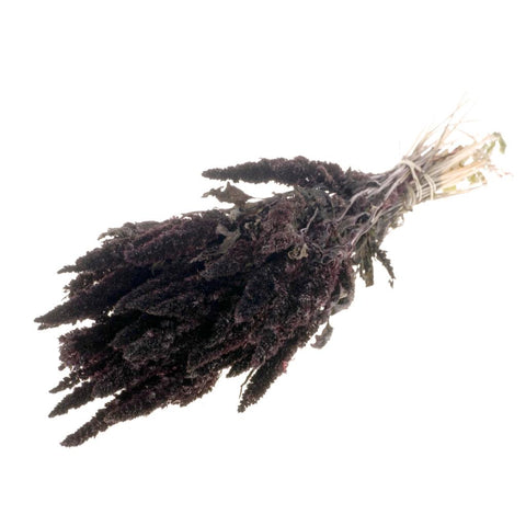 Amaranthus