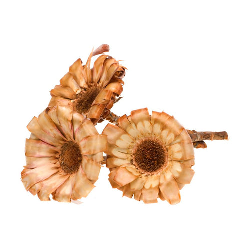 Protea magnifica base