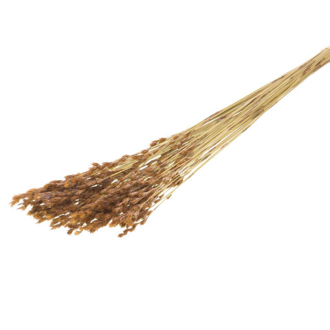 Thatch reed