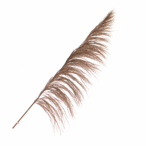 Pampas grass 115cm