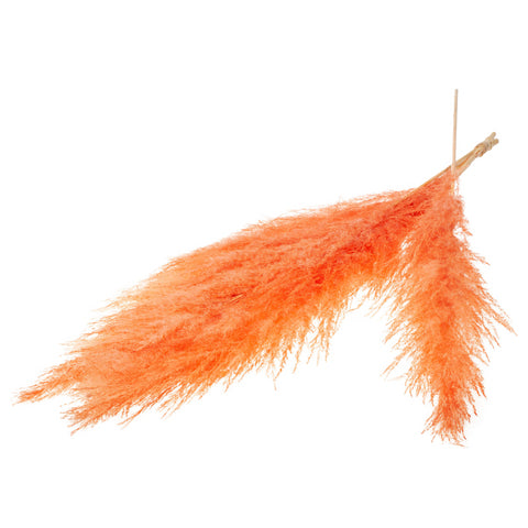Pampas grass 115cm