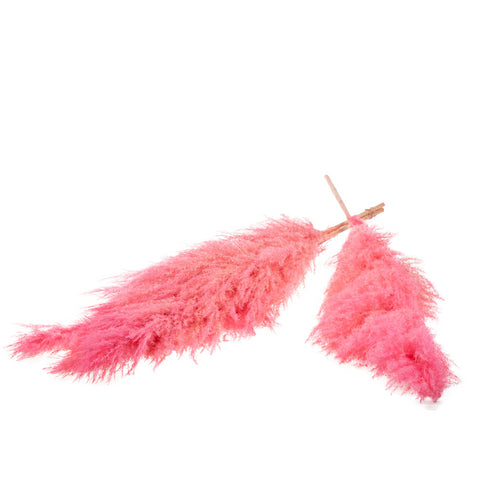 Pampas grass 115cm