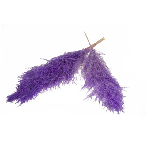 Pampas grass 115cm