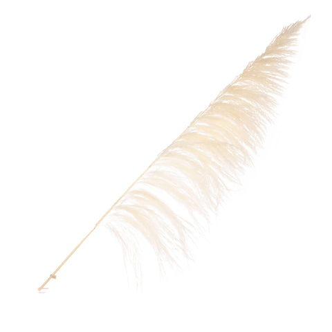 Pampas grass 115cm