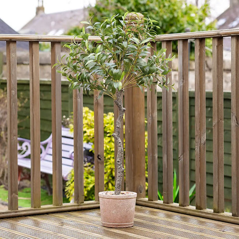 Olive Tree in Rustic Pot