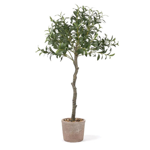 Olive Tree in Rustic Pot