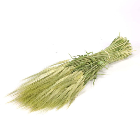 Gerst (hordeum)