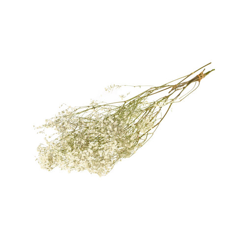 Gypsophila dried