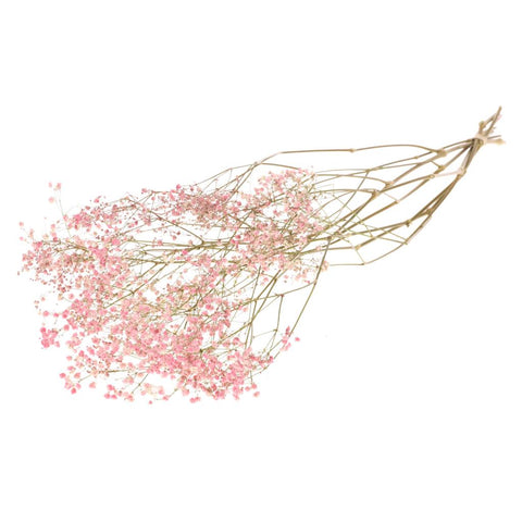 Gypsophila dried