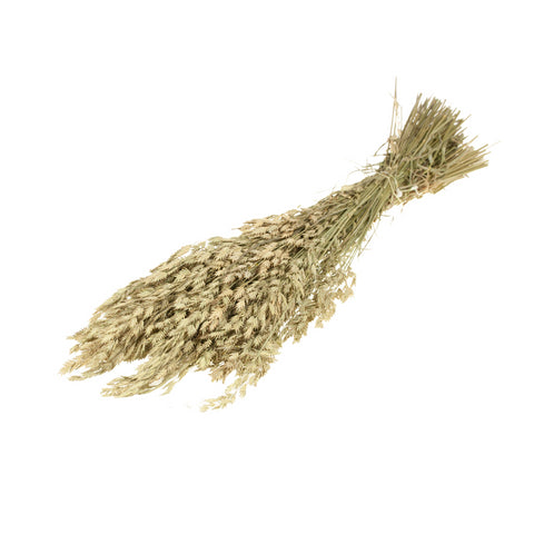 Bromus Secalinus