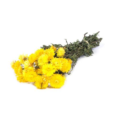 Helichrysum