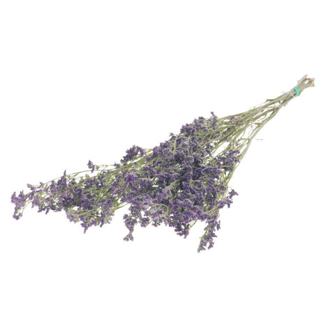 Limonium