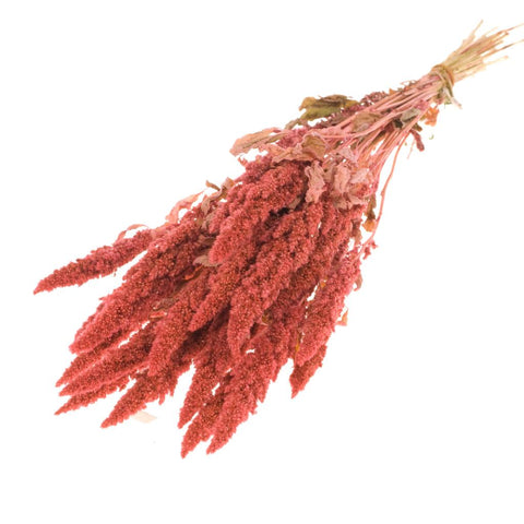 Amaranthus 