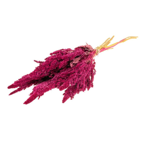 Amaranthus 