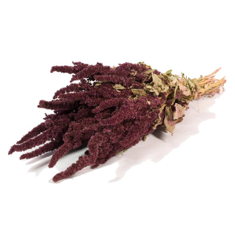 Amaranthus 