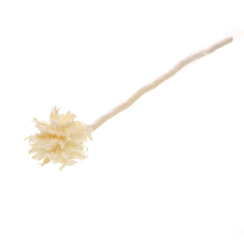 Plumosum single head branch