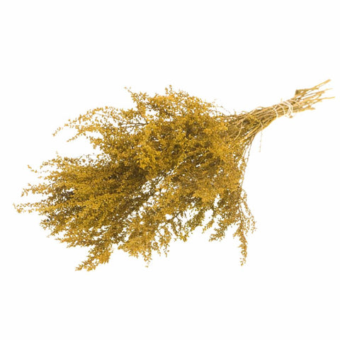 Solidago plant