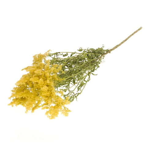 Solidago flower