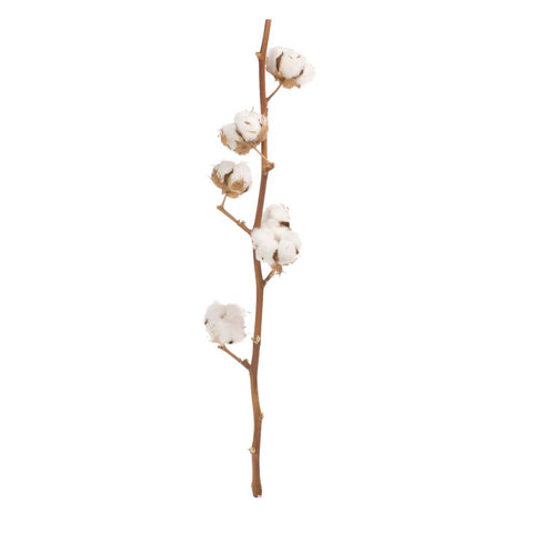 Cotton branch 6 heads