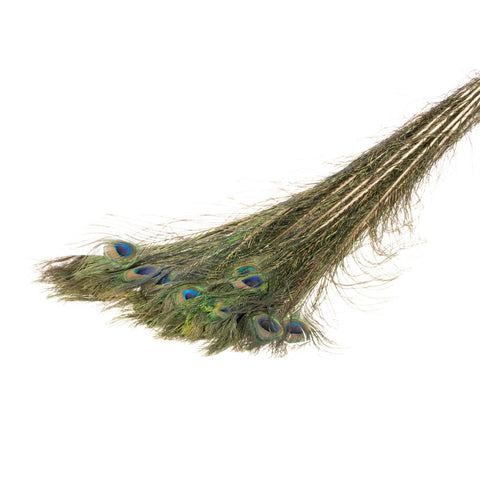 Peacock Feather