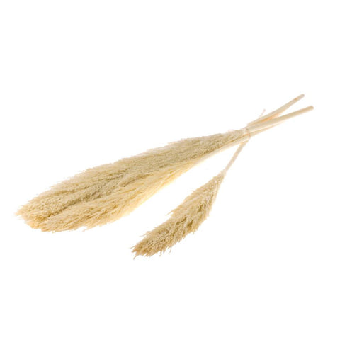 Reed Plume 110cm